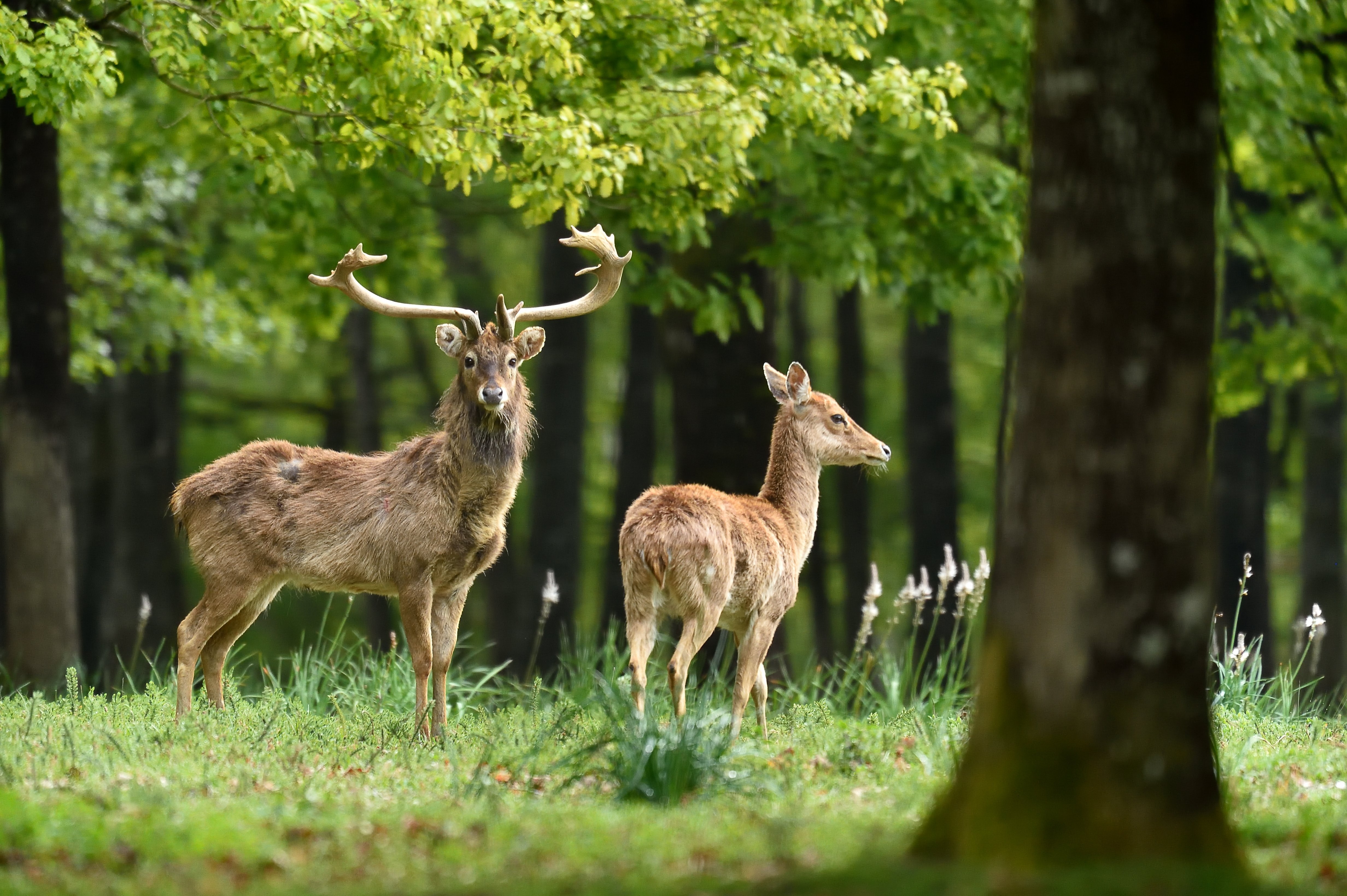 Cerfs_d_Eld © MNHN - François Grandin